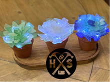 09-18-25 6 PM  Sea Glass Succulent Workshop