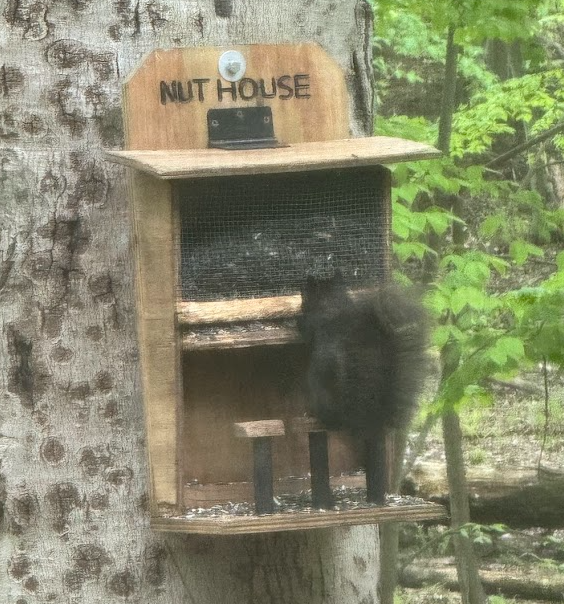 Squirrel Feeder