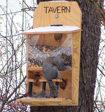 Squirrel Feeder